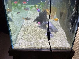Best mid range Aquarium LED light for color and intensity.
