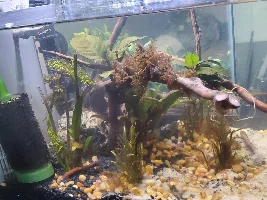 All my plants are decaying