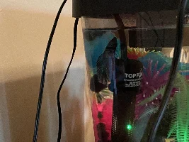 Please help, I’m pretty sure my betta has parasites but if I’m wrong, could treating him be dangerous?