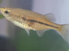 white/transparent stuff sticking out of dadio's butt (Laubuka dadiburjori)
