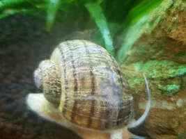 Mystery snail shells degrading