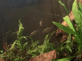 Which African Moon Tetra would be better in a group of assorted African Tetras???