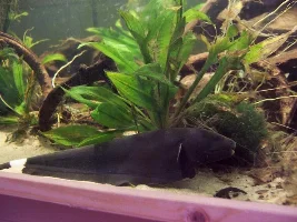 Wanted Pics Of Your Biggest Fish!