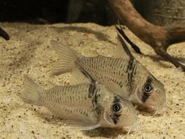Corydora Identification
