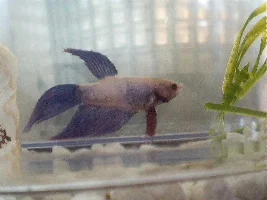 Betta