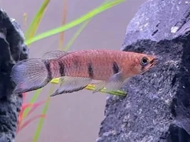 Epiplatys dageti - variant?
