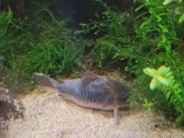 Cory fungal growth ?