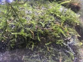 What’s growing on my Java moss?