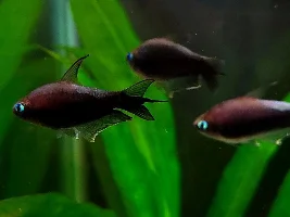 (Update post #26) Dithers or more cories?