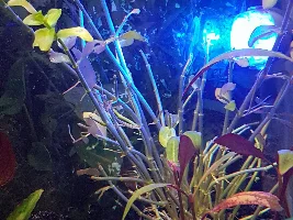 What could be eating my plant?