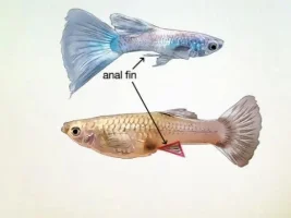 pls let my guppies be pregnant