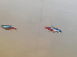 NTD - need confirmation & advice before euthanising entire tank