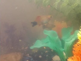 How Pregnant?(Platy)