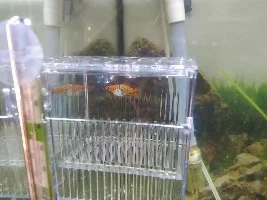 Pregnant Koi Swordtail - about to birth?