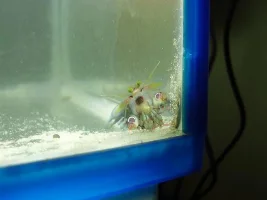 Mantis Shrimp Pictures