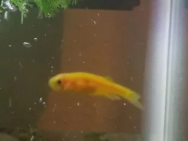 Zebra Danio - Drooping Tail