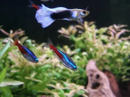 New fish pictures