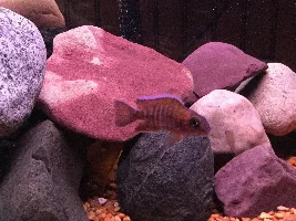 Former Newbie's African Cichlid Experience