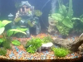 Fish are dying