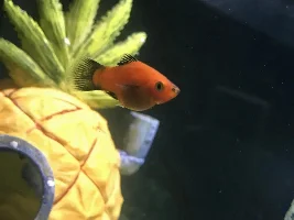 Is my Mickey Mouse Platy Pregnant?