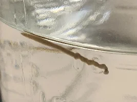 Worm ID