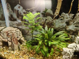Carpet algae-intervention required