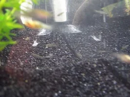 Sexing Guppy Fry?