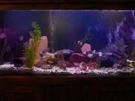 New Look For My Fish Tank