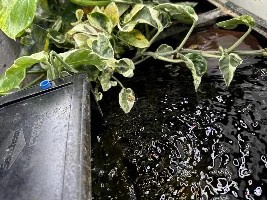 figuring out which plants like to grow out of your tank...