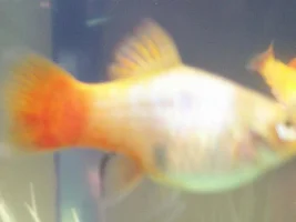 Baby Fry Q's