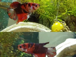 Help! Stress or Something More?