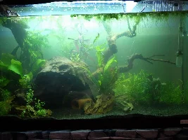 Opinions before I plant, please! :-D