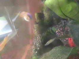 Guppies swimming sideways!