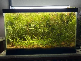 10g planted killifish tank