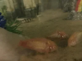 Poorly corys: to treat or not to treat...