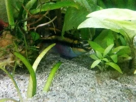Kribensis Mating Behavior?