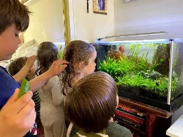 Shrimp Tank for Bettas?