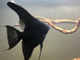 Angel fish waste stuck in filter