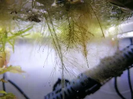 Biofilm on water lettuce roots
