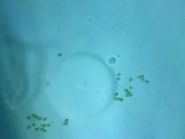 Fertile Cory eggs?