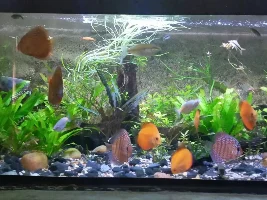 Why Hobbiest find Discus fish Demanding!