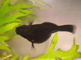 Is My Balloon Molly Pregnant?