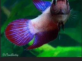 Unpopular Opinions (fish related)