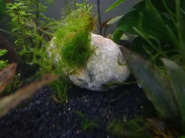 40 litre Tropical Community Tank Improvement 2022