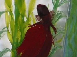 Do You Have A Pic Of Your Very First Betta?