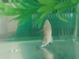 What Happen To My Betta?