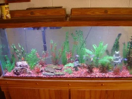 55 Gallon Platy Tank