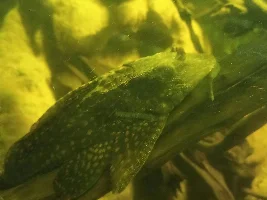 Pleco sex