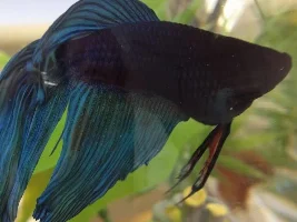 Show Me Your Bettas!