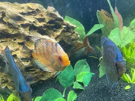 Moving to a new house and taking all our tanks (5)